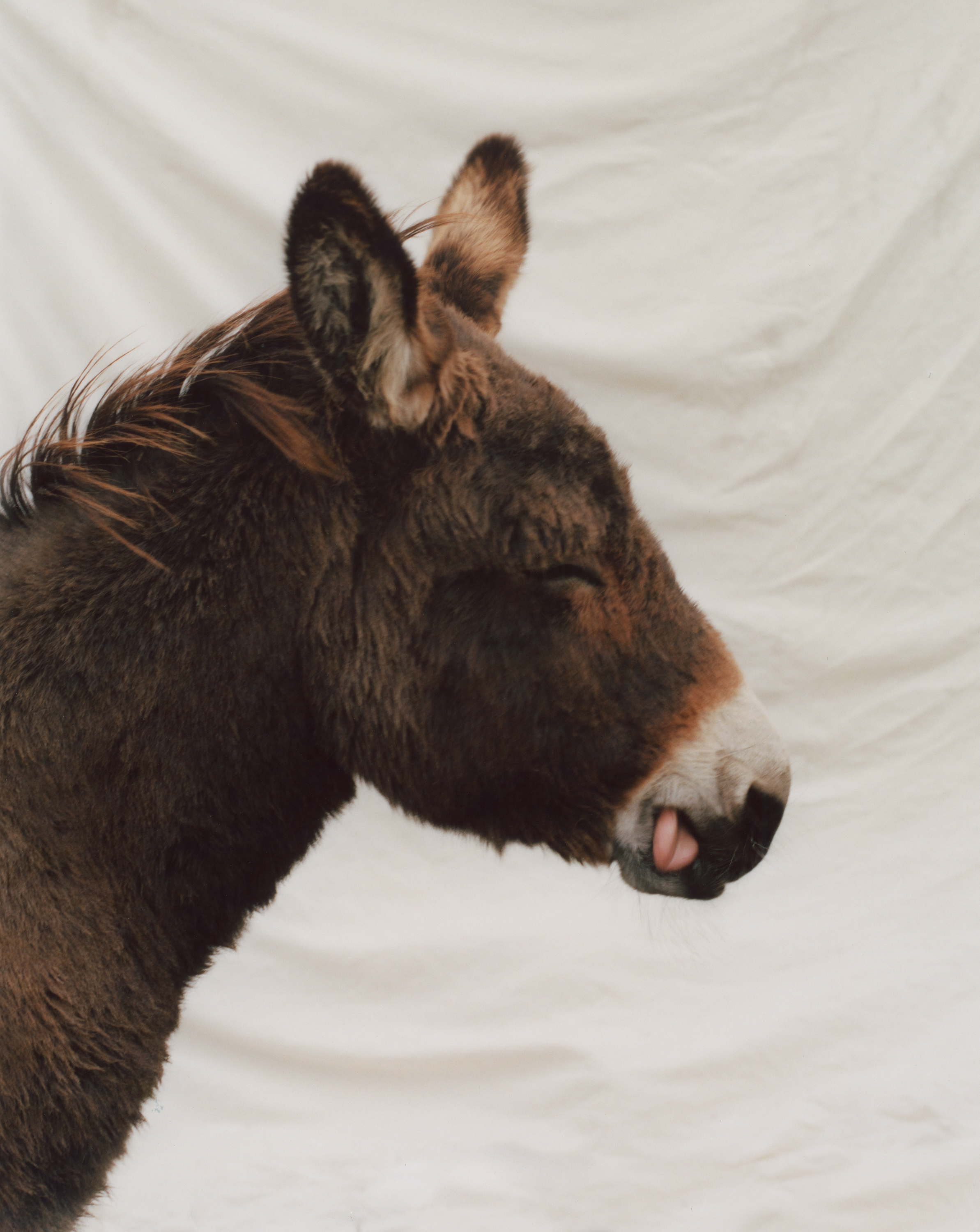 Donkey Rimi ROO LEWIS — Donkeys!